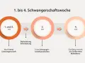 Frühe Schwangerschaftswochen: 1.-2. SSW (keine Schwangerschaft), 3. SSW (Befruchtung, erste Anzeichen), 4. SSW (Baby wie Mohnkorn). Manche Frauen erleben trotz Schwangerschaft eine Periode.