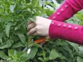 Hände in einem pinken Pullover mit Knöpfen schneiden mit einer orangefarbenen Schere frische Minze für einen Tee.