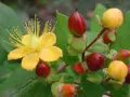 Gelbe Blüte und rote Beeren der Johanniskraut Pflanze.