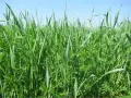 Un rigoglioso sovescio oliveto, un tappeto verde di erbe e leguminose che arricchisce il terreno.