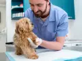 Weterynarz bada małego, puszystego psa. Zastanawiasz się, ile kosztuje badanie kału u psa?
