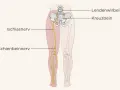 Illustration des Ischiasnervs, der vom Kreuzbein bis ins Bein verläuft. Ein Geheimtipp bei Ischias: Verständnis der Anatomie.