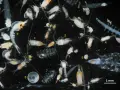 Vielfalt an tierischem Plankton unter dem Mikroskop: Copepoden, Krilllarven und andere winzige Meeresbewohner treiben im Wasser.