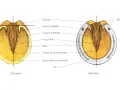 Anatomie du sabot cheval : pied paré et pied ferré, montrant la fourchette, la sole et le fer.