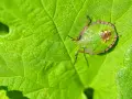 Un diminuto insecto, uno de los chinches verdes, descansa sobre una hoja verde vibrante, camuflándose perfectamente.