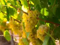 Grappes de grenache blanc mûres et dorées, baignées de soleil, prêtes à être récoltées pour un vin blanc fruité.