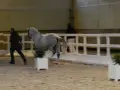 Un homme en noir mène un cheval gris dans une carrière. Le cheval a des testicules de cheval bien visibles.