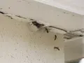 Osy budują gniazdo pod dachem. Dowiedz się, jak zlikwidować gniazdo os pod dachem, zanim zrobią większe szkody.