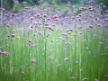 Fält av lila verbena perenn blommor mot en suddig grön bakgrund.