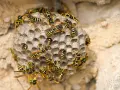 Nido de avispas con muchas obreras. Se observa el inicio de como se reproducen las avispas, con celdillas hexagonales.