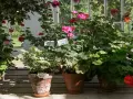 En samling gammaldags pelargoner i krukor, med blommor i rosa, rött och lila. Vissa har skyltar med namn.