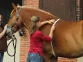 Deux femmes mesurent un cheval pour savoir quand vermifuger son cheval. L'une tient la longe, l'autre utilise un mètre ruban.