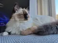 Uroczy ragdoll z niebieskimi oczami leży na miękkim kocu, wyglądając przez okno.