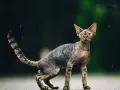 Ile kosztuje Devon Rex? Sprawdź ceny i ukryte wydatki na kota