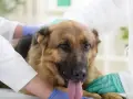 Weterynarz bada owczarka niemieckiego, który może potrzebować meloksykamu dla psa.
