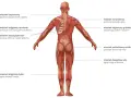 Anatomia człowieka z widoczną budową mięśnia szkieletowego. Pokazano mięśnie pleców, ramion, pośladków i nóg.