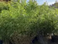 En stor grupp bambu i kruka, med frodiga gröna blad som vajar i vinden.