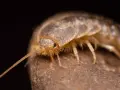Un pececillo de plata gigante, con sus antenas largas y cuerpo escamoso, se posa sobre una roca.