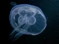Meduzy w Bałtyku: Czy parzą? Rozwiej wątpliwości przed kąpielą!