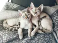 Czy Devon Rex uczula? Co musisz wiedzieć przed zakupem kota