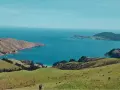 Grüne Hügel und das blaue Meer, ein malerischer Ausblick, der an ein Auslandspraktikum in Neuseeland erinnert. Kühe grasen friedlich.
