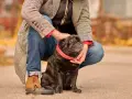 Mi perro me sigue a todos lados en la casa. Este pug negro con collar rojo es mi fiel compañero.