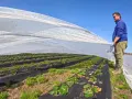 Rolnik rozkłada agrowłókninę na plantacji truskawek, przygotowując się do ich nawożenia.