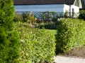 En välskött avenbok plantering ramar in en solig trädgård med ett vitt hus i bakgrunden.