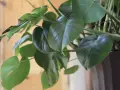 Monstera deliciosa, znana jako kwiaty trujące, ma duże, zielone liście z charakterystycznymi nacięciami.