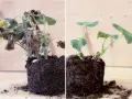Före och efter: vissna pelargoner som fått nytt liv efter att ha fått plantera om pelargoner efter vintern.