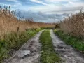 Kręta droga wewnętrzna wśród wysokich traw, z kałużami i śladami opon.