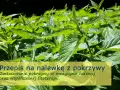 Zielone liście pokrzywy, idealne na nalewkę z pokrzywy na spirytusie. Zastosowanie w medycynie ludowej i fitoterapii.