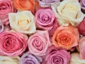 Un ramo de rosas en tonos pastel: rosa, lila, melocotón y crema. Cada color evoca un sentimiento, explorando el significado de los colores de las rosas.