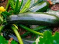 Mörka, glänsande zucchinis växer frodigt i jorden. En gul blomma syns till vänster. En härlig skörd att odla zucchini!
