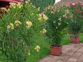 Piękny oleander w donicy, kwitnący na żółto, obok innych w odcieniach różu i czerwieni.