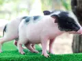 Due adorabili maialini da compagnia, uno con macchie nere sul dorso, giocano sull'erba sintetica.