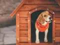 Uroczy beagle w czerwonej bandanie wygląda z nowej, drewnianej budy. To idealny projekt budy dla psa.