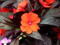 En lycklig lotta blomma i orange, omgiven av mörka blad.