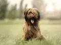 Owczarek francuski briard cena: piękny pies z długą, brązową sierścią siedzi na trawie, z językiem na wierzchu.