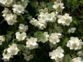 En frodig schersmin buske med många vita, doftande blommor och gröna blad.