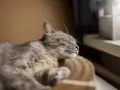 Eine Katze schläft friedlich auf einem Kratzbrett. Die Frage, ob der Vermieter Katzen verbieten darf, beschäftigt viele Tierfreunde.
