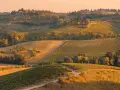 Un viale dei cipressi toscana si snoda tra dolci colline coltivate a vigneti, illuminate dalla luce dorata del tramonto.