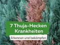 Grüne und braune Thuja-Zweige. Text: "7 Thuja-Hecken Krankheiten. Erkennen und bekämpfen.