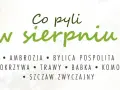 Co teraz pyli w sierpniu? Ambrozja, bylica, pokrzywa, trawy, babka, komosa i szczaw.