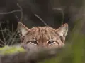 Un lynx aux yeux perçants observe depuis les bois. Un signe d'espoir pour la population de lynx en France.