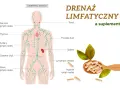 Ilustracja układu limfatycznego z zaznaczonymi węzłami chłonnymi, grasicą, śledzioną i naczyniami. Obok łyżka z kapsułkami, sugerująca wsparcie dla drenażu limfatycznego.