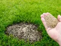Hand hält Rasensamen über kahle Stelle. Die Frage, wie lange braucht Rasen zum wachsen, wird hier beantwortet: Geduld ist gefragt!