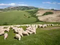 Un gregge di pecore pascola in un prato verde, con dolci colline ondulate e un cielo azzurro sullo sfondo.