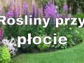 Co posadzić pod płotem betonowym, aby zyskać piękny ogród?