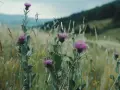 Łąka pełna ostropestu plamistego. Dowiedz się, jak stosować ostropest plamisty mielony, by czerpać z niego korzyści.